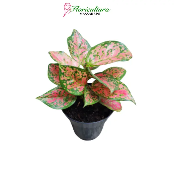 Aglaonema